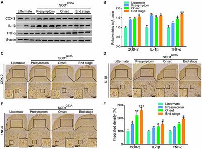 Rofecoxib Attenuates the Pathogenesis of Amyotrophic Lateral Sclerosis by Alleviating Cyclooxygenase-2-Mediated Mechanisms